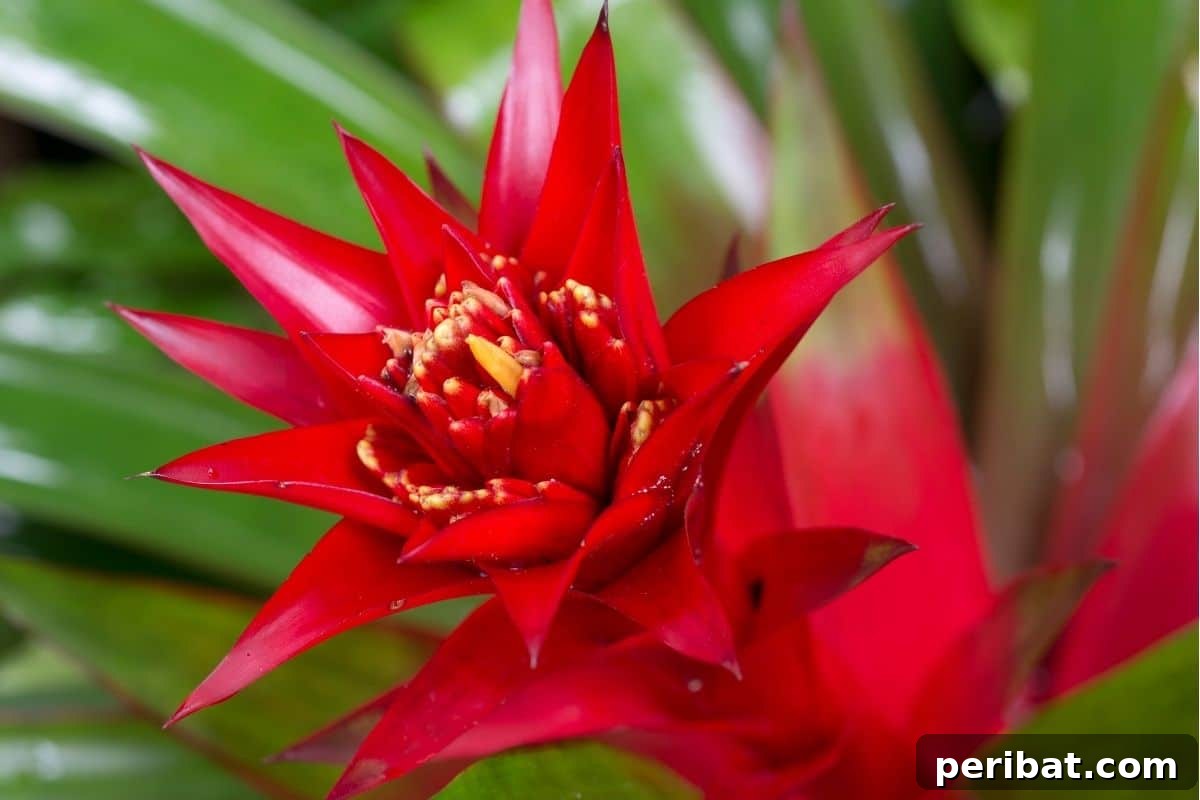 17 Rainbow Foliage Treasures for Your Garden 12 Wild Rabbit Neoregelia bromeliad with unique green leaves and a striking central red band, thriving in the garden
