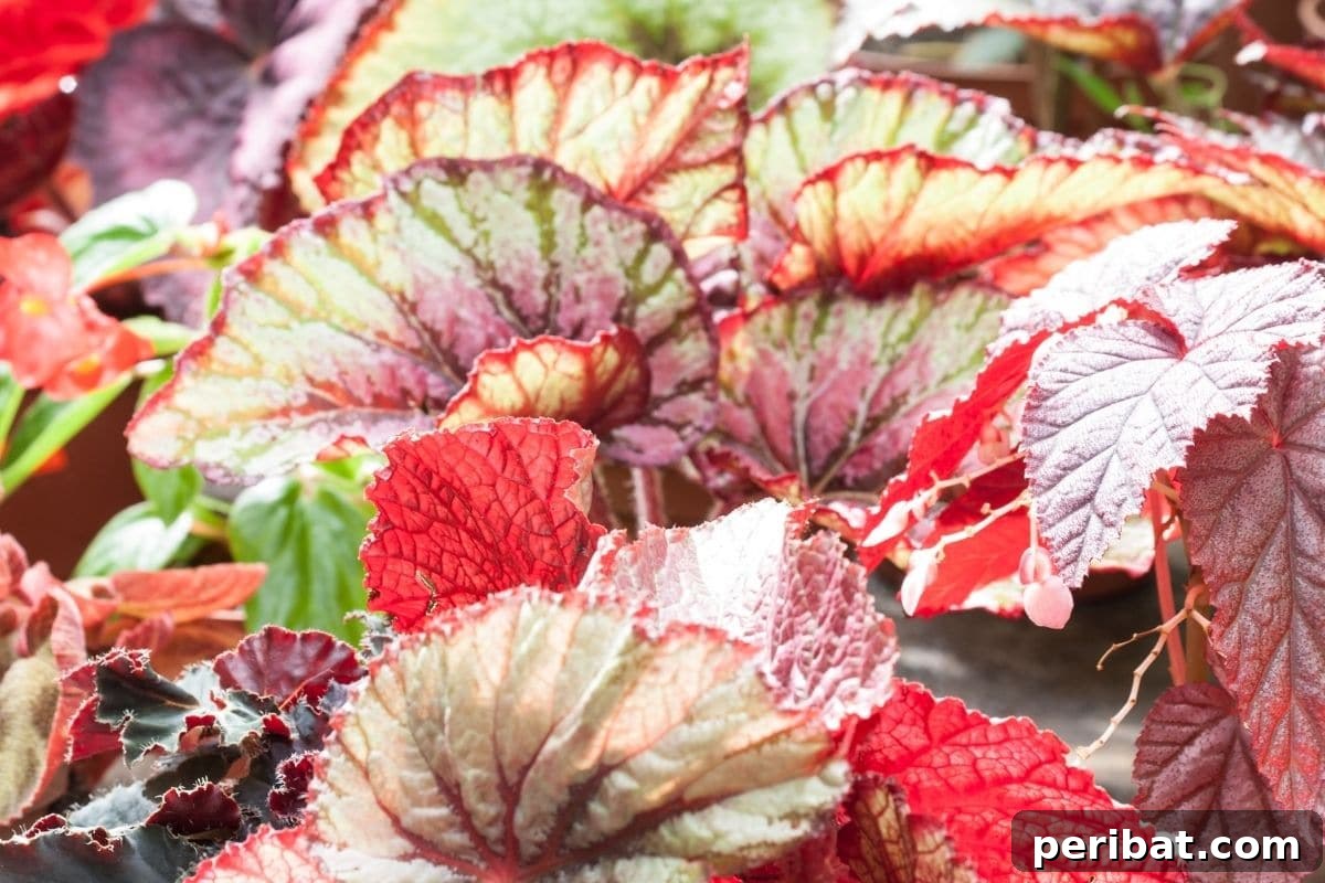 17 Rainbow Foliage Treasures for Your Garden 13 Begonia 'Ginny Galaxy' leaves splashed with captivating shades of pink, silver, and burgundy red, a dazzling display
