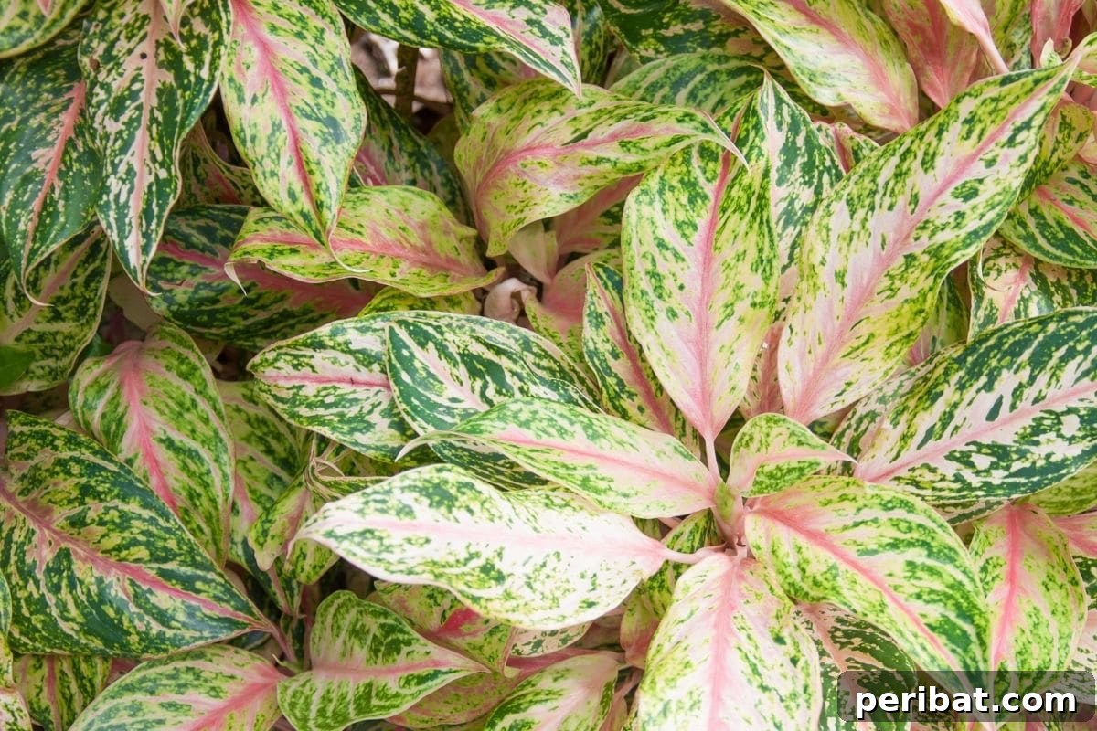 17 Rainbow Foliage Treasures for Your Garden 14 Aglaonema, or Chinese Evergreen plant, showcasing beautiful pink and green variegated leaves, perfect for indoor gardens