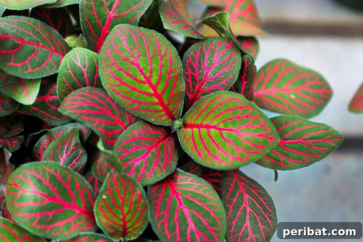 17 Rainbow Foliage Treasures for Your Garden 15 Striking Nerve Plant, or Fittonia, with vibrant green leaves and deep reddish-pink veins, adding a unique texture to the garden