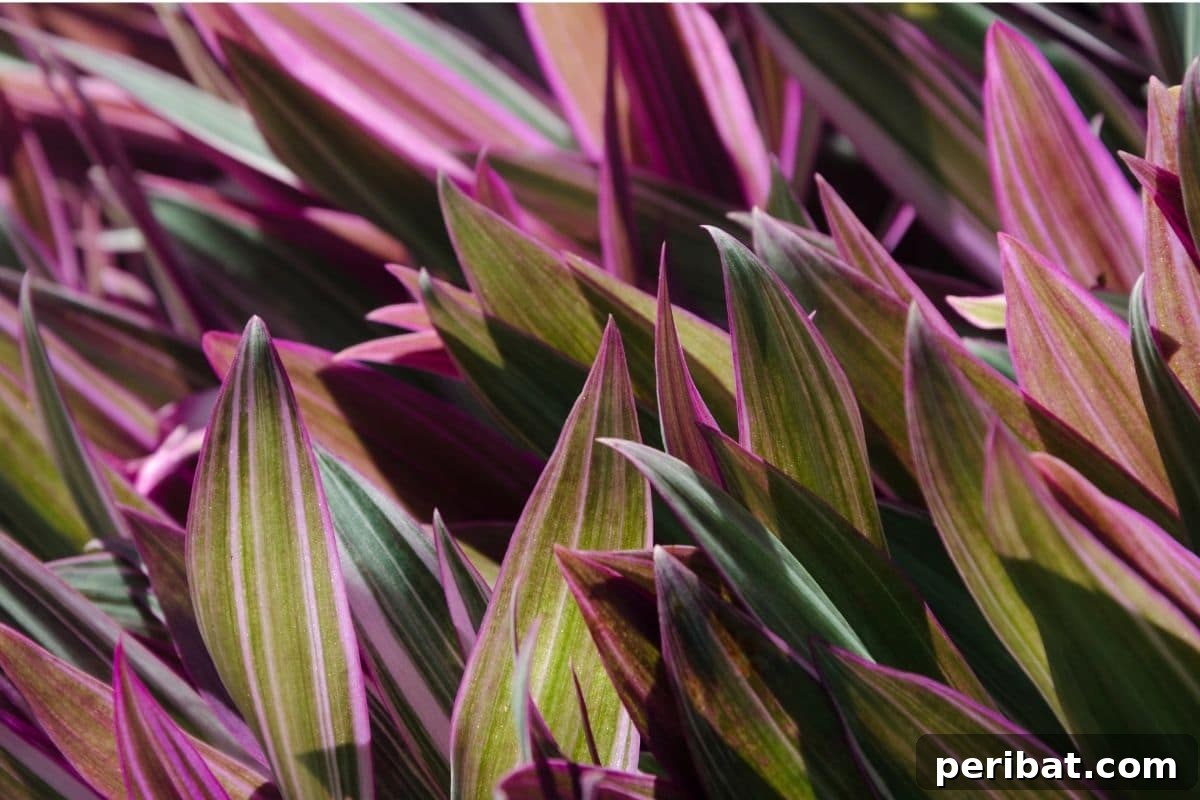 17 Rainbow Foliage Treasures for Your Garden 16 Moses in the Cradle, also known as Tradescantia spathacea or boat lily, featuring waxy green leaves with glossy purple undersides