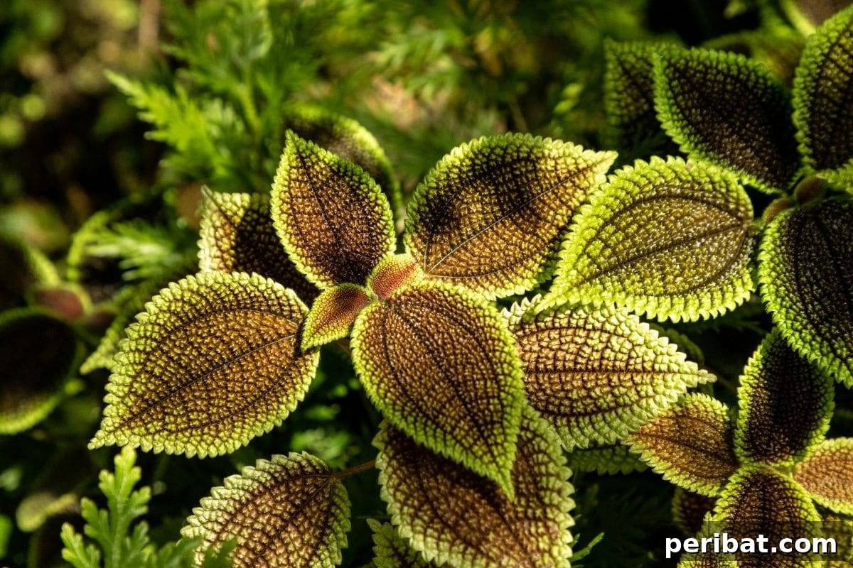 17 Rainbow Foliage Treasures for Your Garden 17 Charming Friendship Plant, a tropical specimen, with fuzzy green and bronze variegated foliage thriving in indirect sunlight