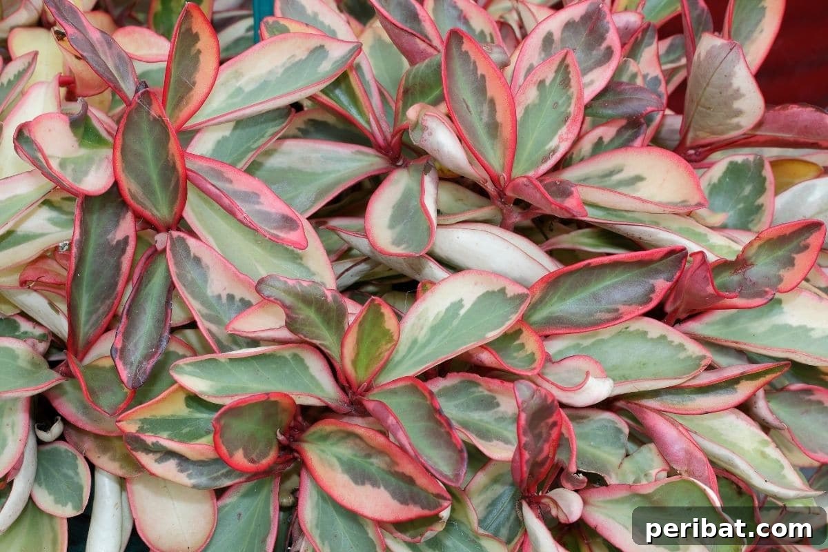 17 Rainbow Foliage Treasures for Your Garden 18 Stunning Rainbow Peperomia, a succulent-like plant, with vibrant green leaves tinged with yellow and pink edges