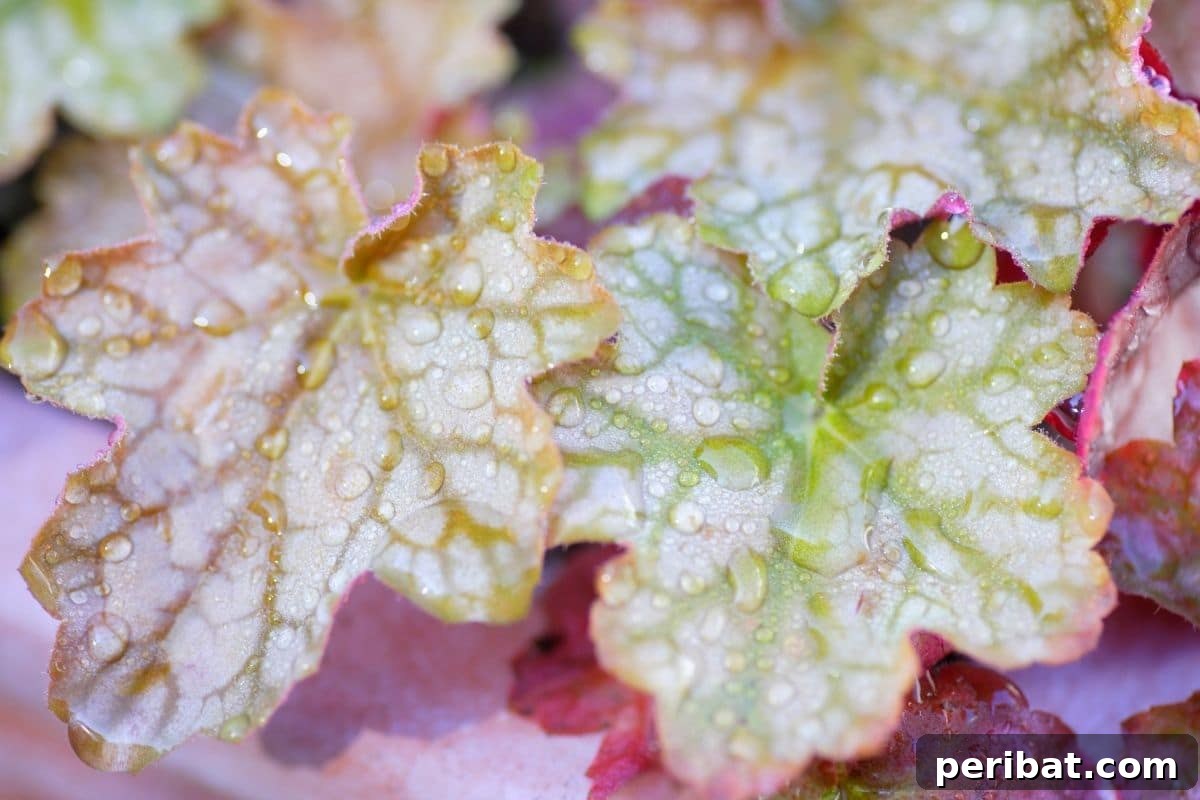 17 Rainbow Foliage Treasures for Your Garden 3 Small Heuchera, or coral bells, with intricately veined green and pink foliage, glistening with raindrops
