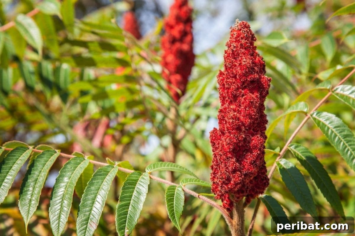 17 Rainbow Foliage Treasures for Your Garden 4 Stunning Sumac 'Tiger Eyes' shrub with vibrant chartreuse and yellow foliage, providing year-round garden interest