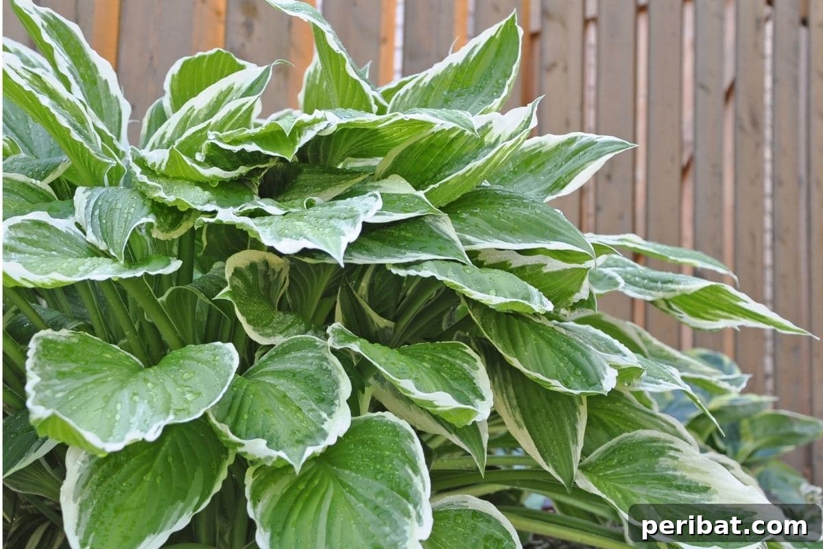 17 Rainbow Foliage Treasures for Your Garden 5 Lush Hosta plant with intricate green and white variegated foliage patterns, thriving in a shaded backyard garden