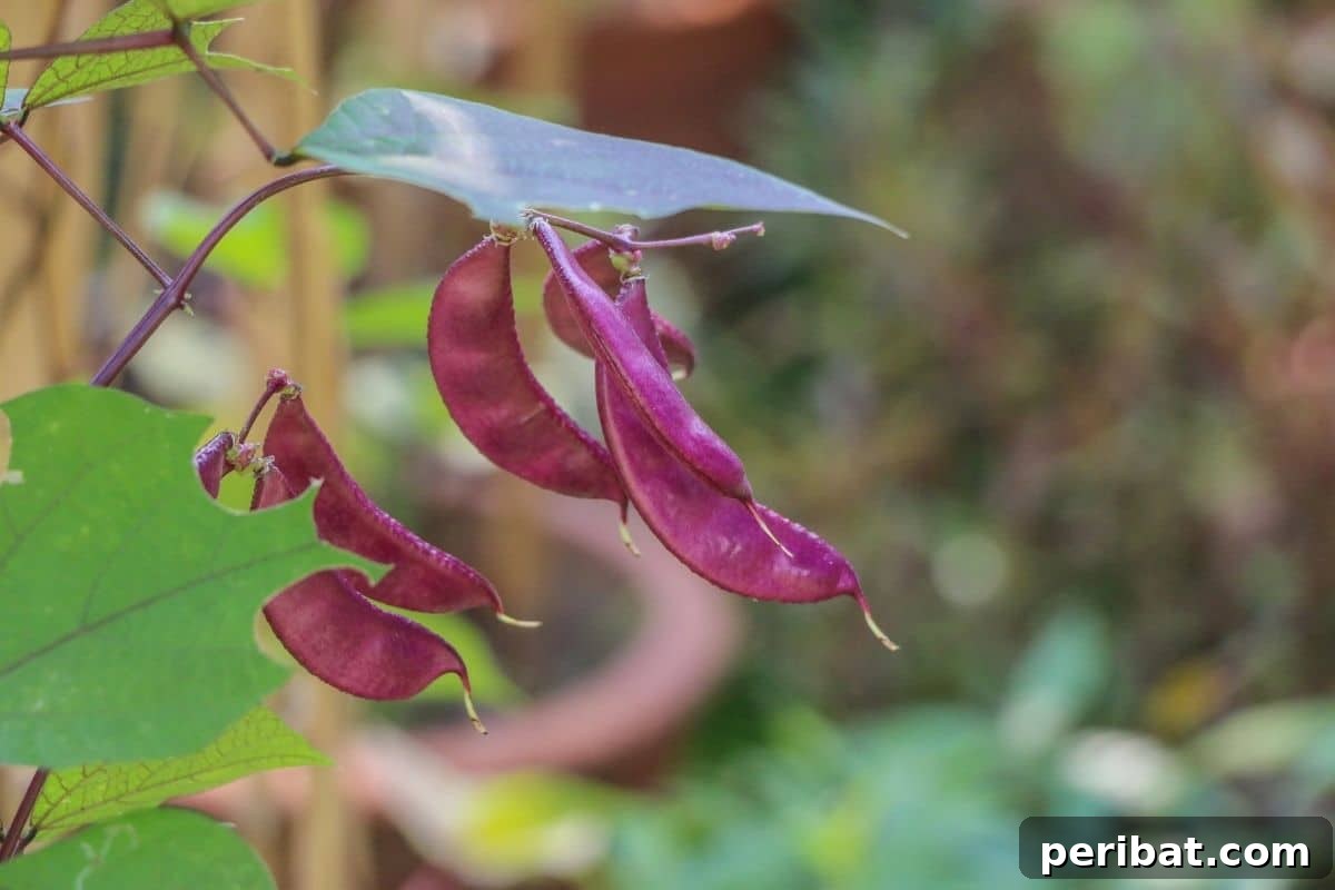 17 Rainbow Foliage Treasures for Your Garden 6 Vibrant Hyacinth Bean Vine with deep purple beans and foliage, cascading beautifully in a sunny garden