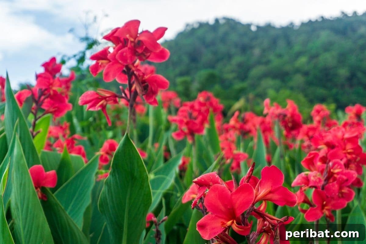 17 Rainbow Foliage Treasures for Your Garden 7 Lush field of Canna Lilies featuring bold red foliage, adding a tropical and dramatic touch to the garden