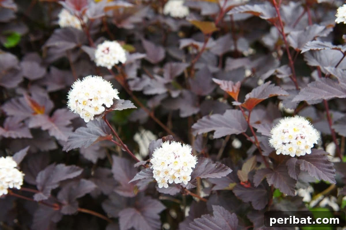17 Rainbow Foliage Treasures for Your Garden 8 Stunning Ninebark shrub with dark purple foliage and delicate white blooming flowers, creating a striking garden contrast