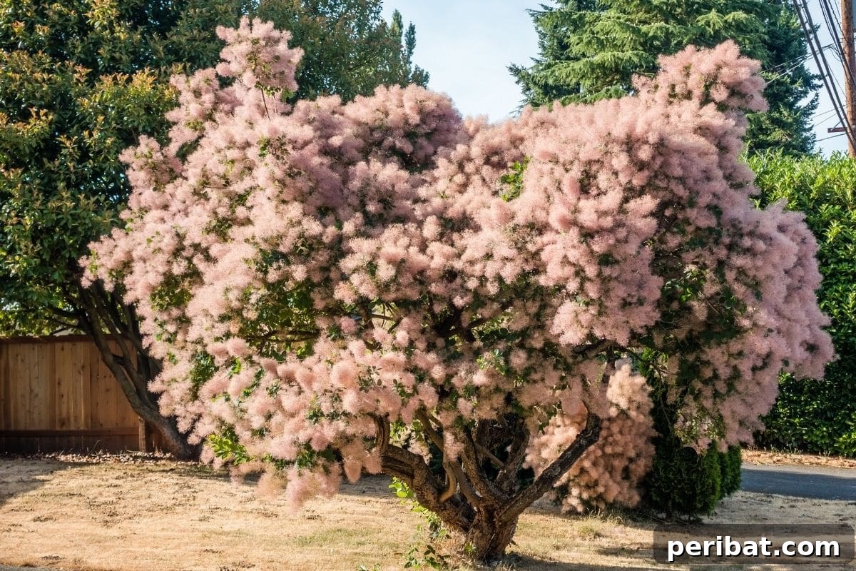 17 Rainbow Foliage Treasures for Your Garden 9 A small Smoke Tree with large, captivating purple leaves, adding a dramatic focal point to the garden