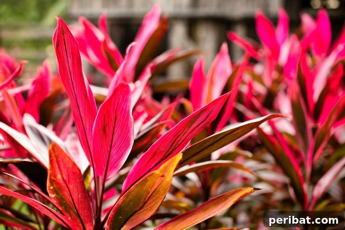 17 Rainbow Foliage Treasures for Your Garden 10 Cordyline fruticosa 'Waihee Rainbow' with narrow, striking red and green variegated leaves, a tropical garden gem