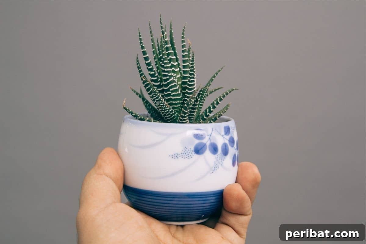 holding a Zebra plant with its spiky appearance in a pot