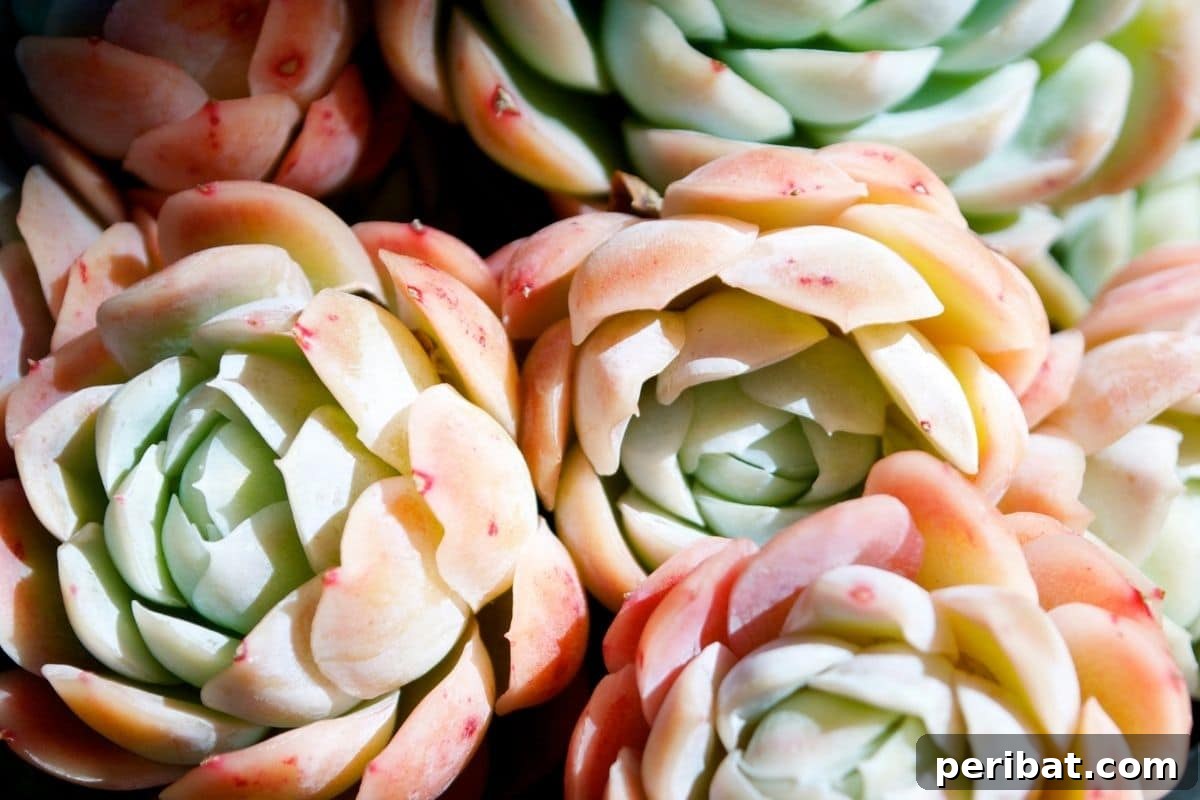 bunch of hens and chicks succulents