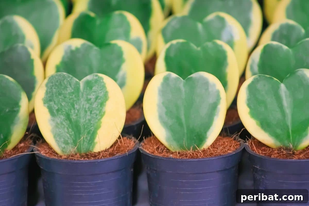 lined up Sweetheart hoya succulent or referred to as the Valentine plant in a black pot