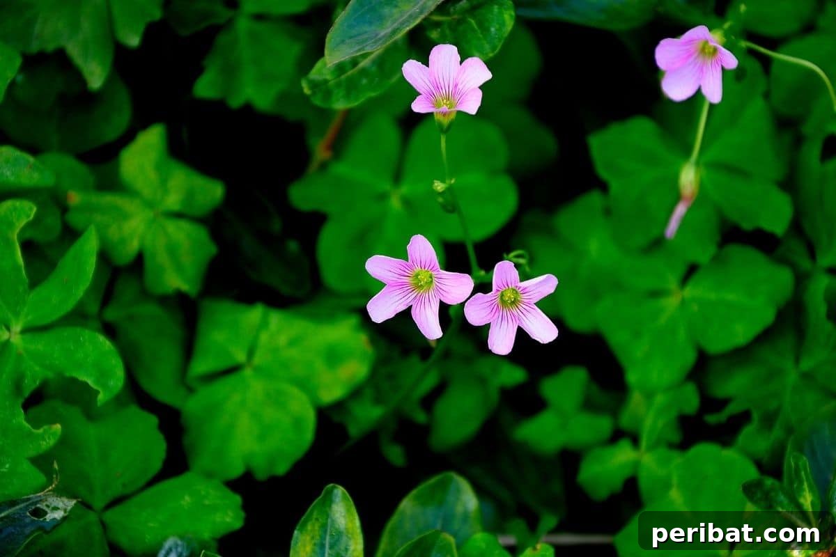 Silver Shamrock also known as sorrel, with green leaves shaped as shamrock and pink flowers