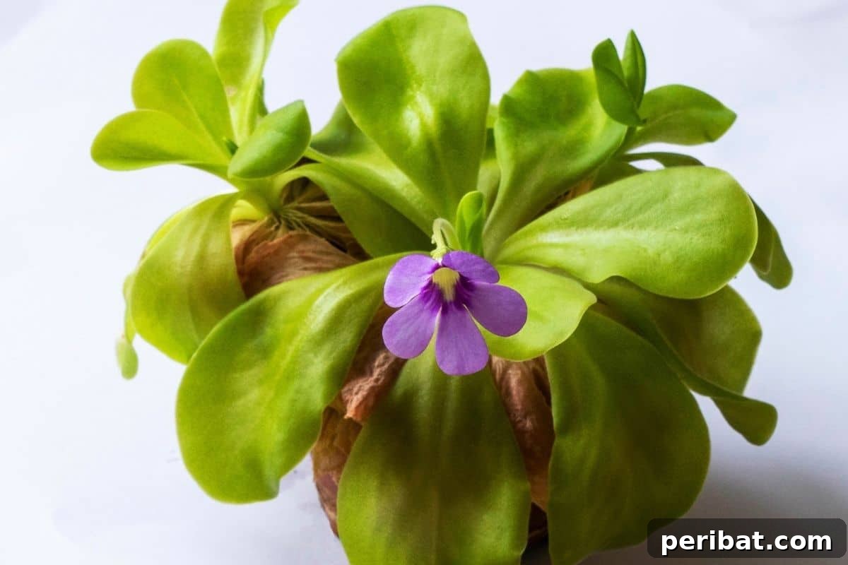 Butterwort or Pinguicula moranensis with purple flowers in a pot with white background