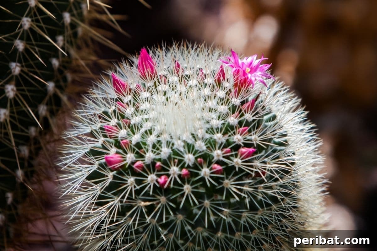 Pincushion cactus with pretty pink-purple flowers in a pot