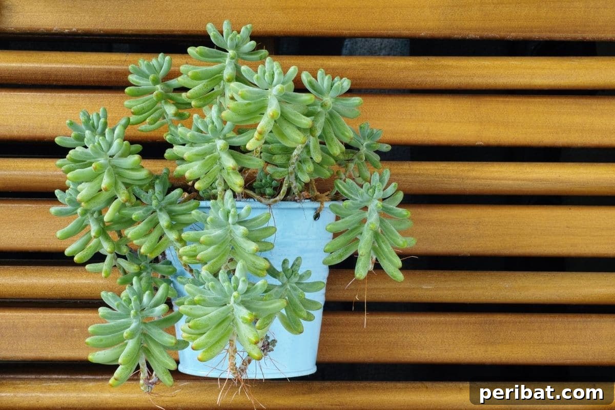 Peporomia Ferreyrae or Happy Bean, in a blue flower pot