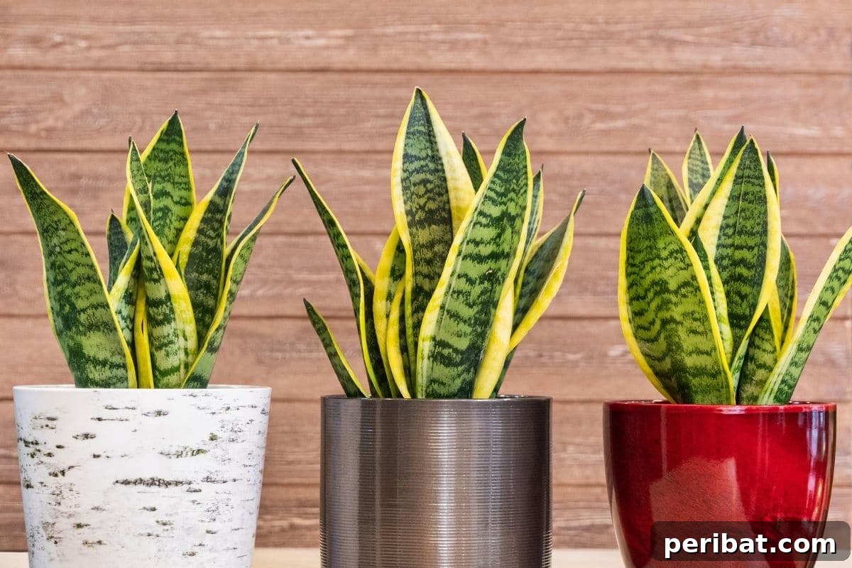 Three snake plants in pots indoors with wood background
