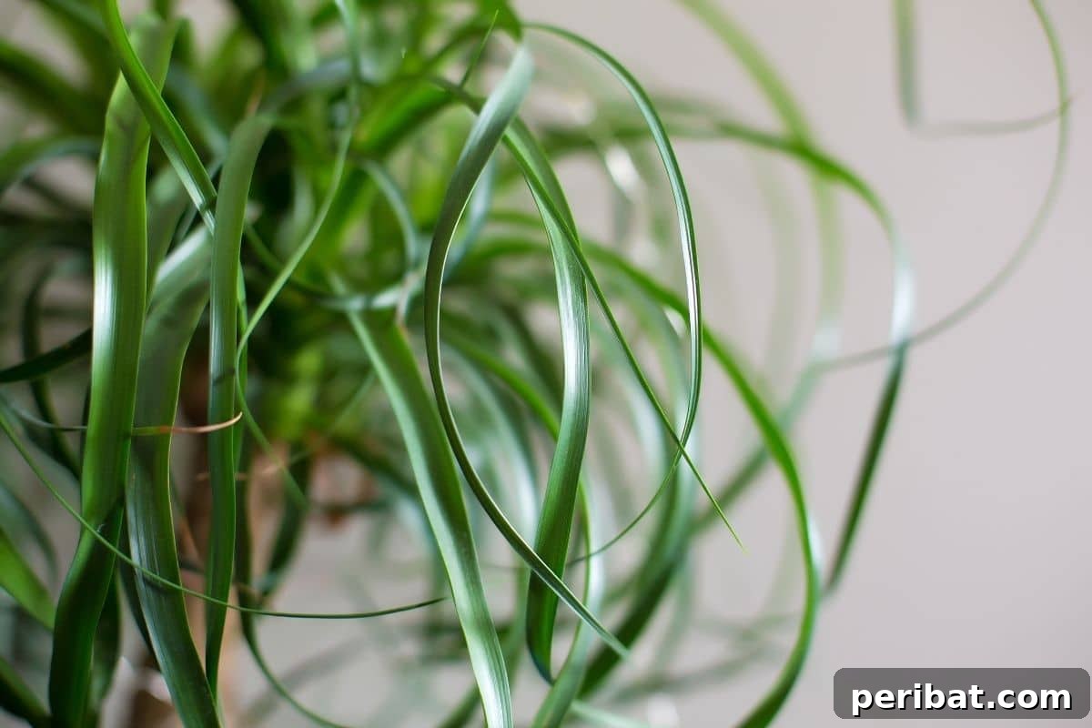 ponytail palm with green long leaves indoors