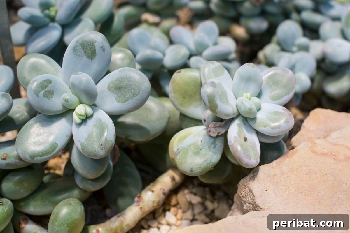 bunch of Moonstones succulent in the garden