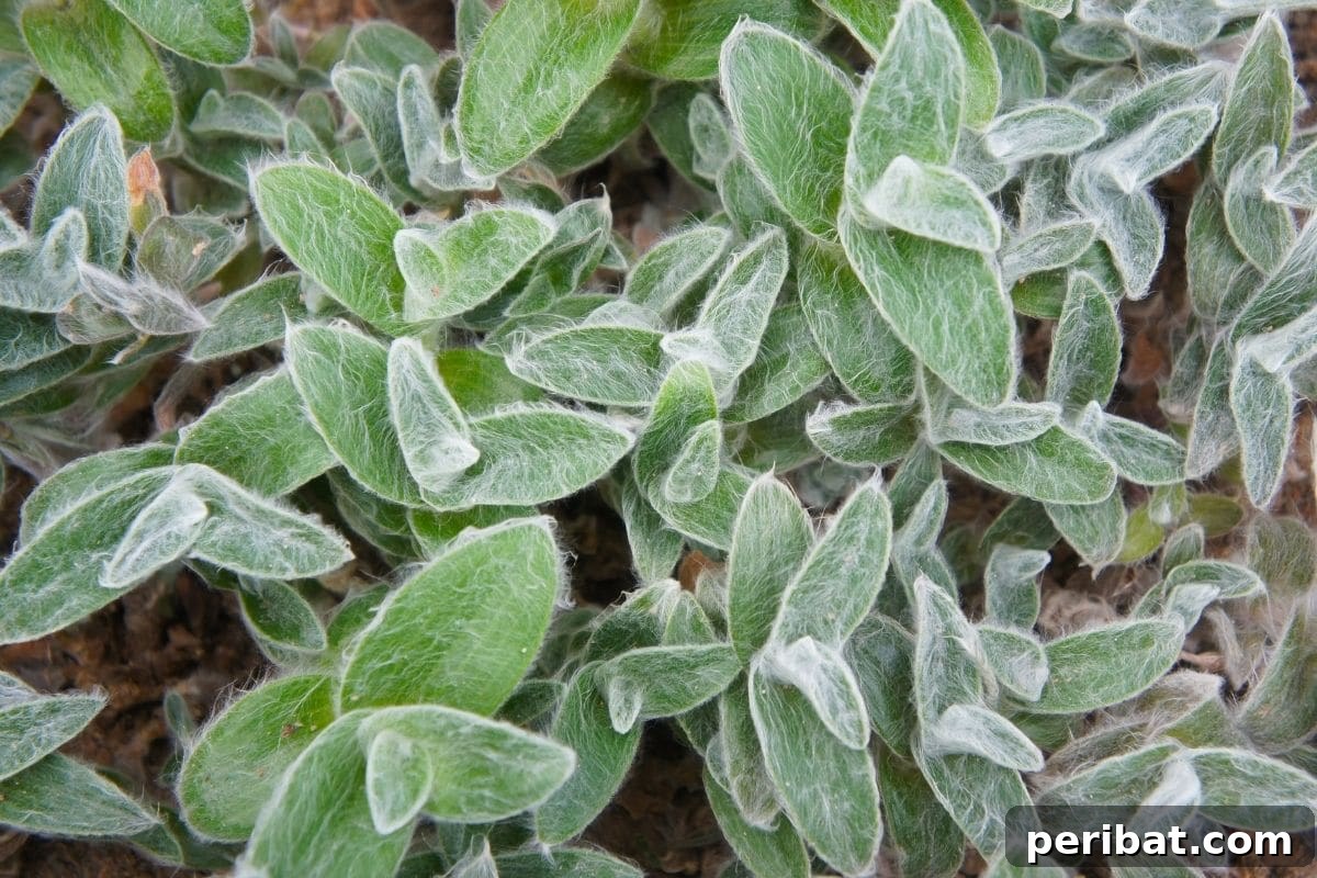 White velvet Succulent also known as cobweb spiderwort with cobweb-like hairs all over its leaves