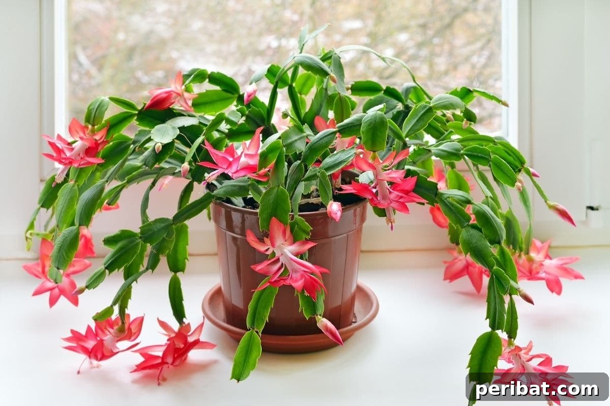 Christmas cactus with claw-like leaves and asymmetrical flowers in pink color in a pot placed beside the window