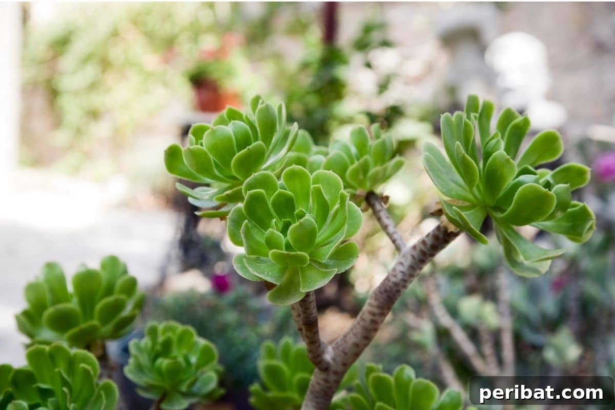 Pinwheel Desert Rose succulent growing in the backyard garden