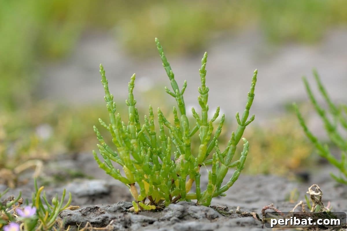 Common Glasswort also known as poor man’s asparagus or sea asparagus growing in the ground