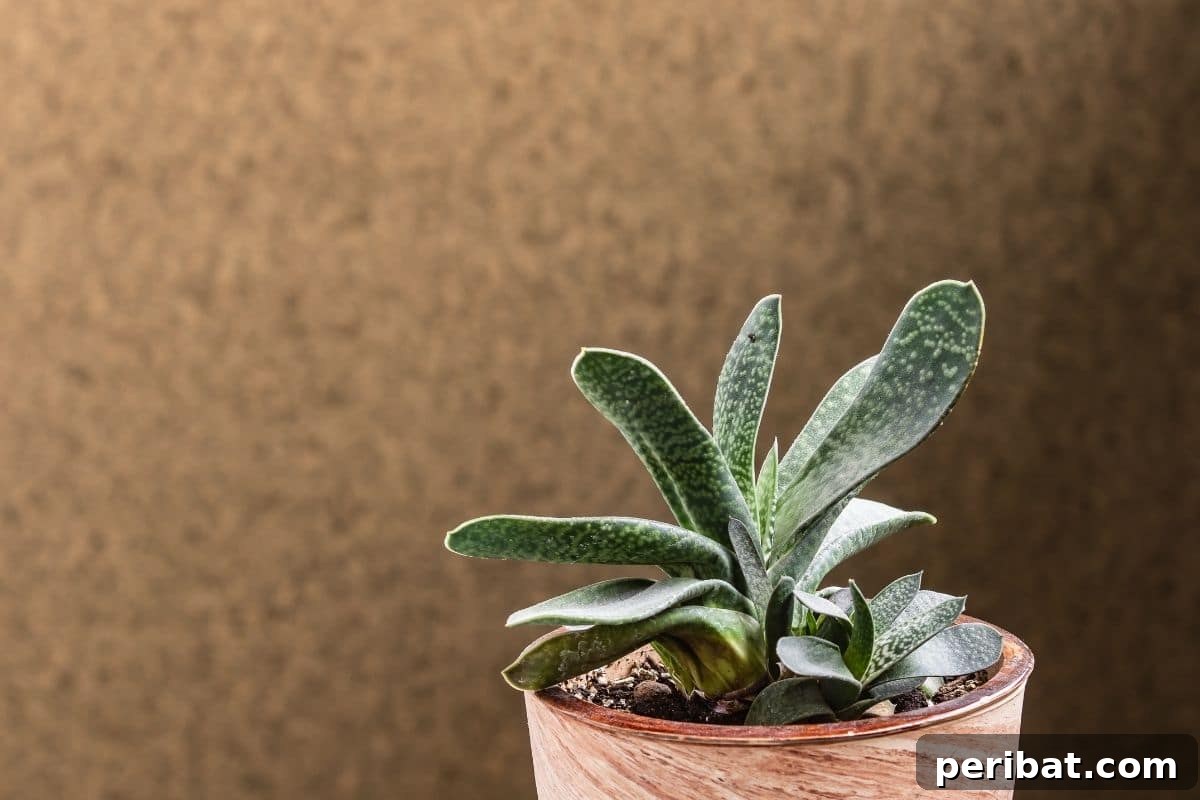 Ox Tongue succulent in a pot indoors beside a brown wall