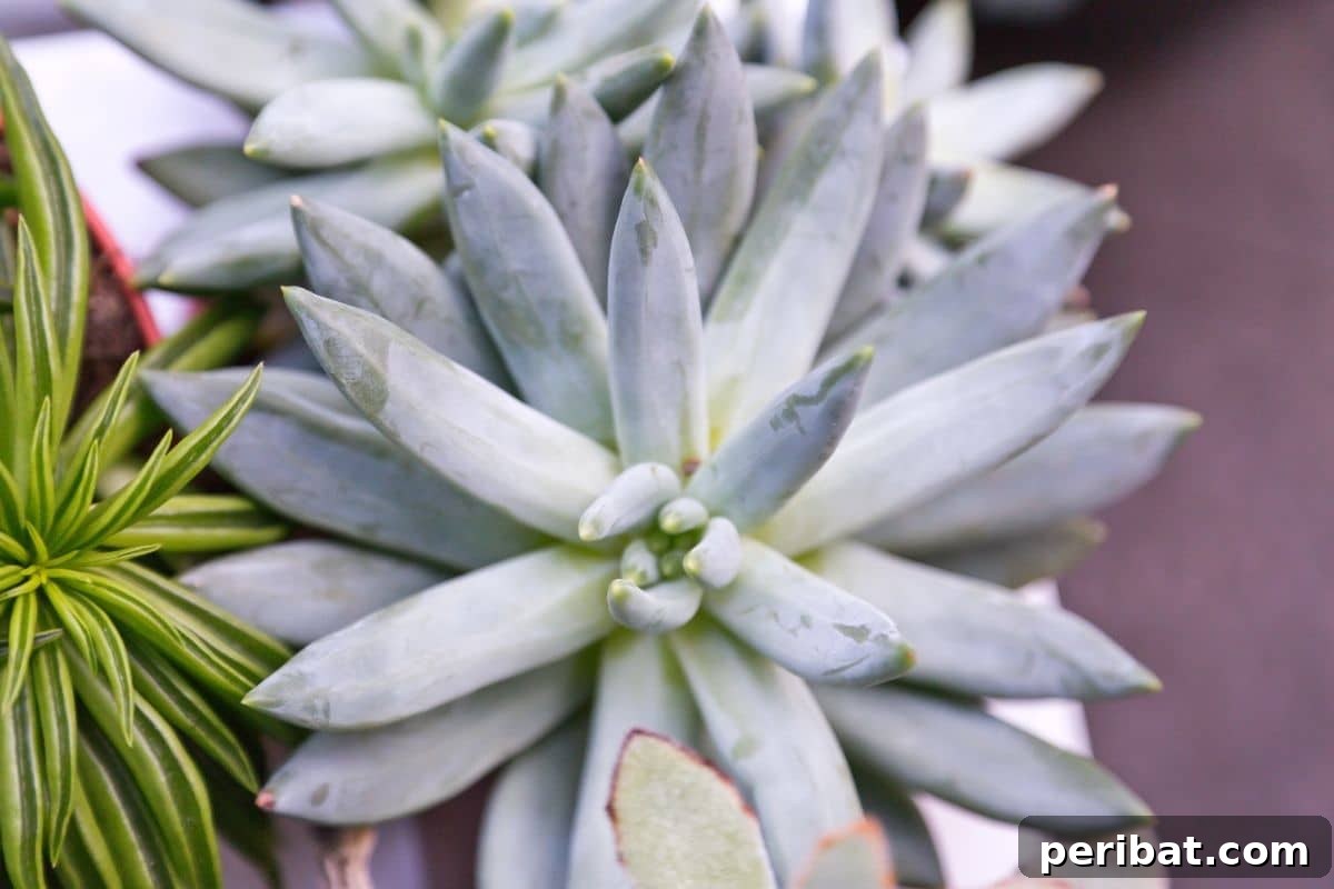 Wooly Secenio or cocoon plant in a pot growing beside another variety of succulent indoors