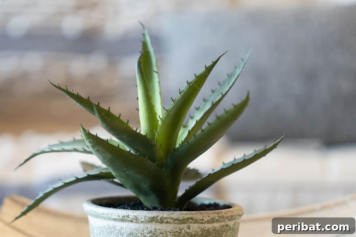 young aloe vera plant in a pot placed in the living room