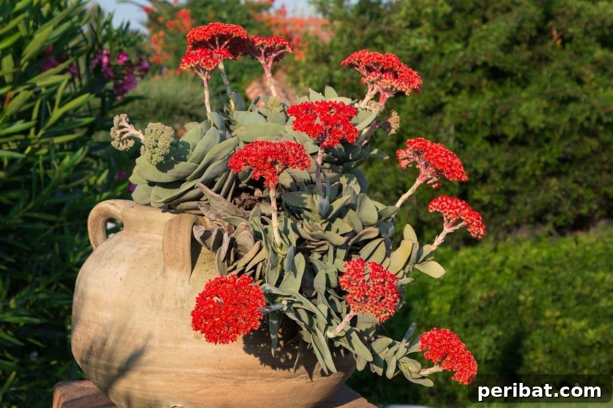 Propeller Plant or Crassula Falcata with attractive red flowers in a big flower pot in the garden