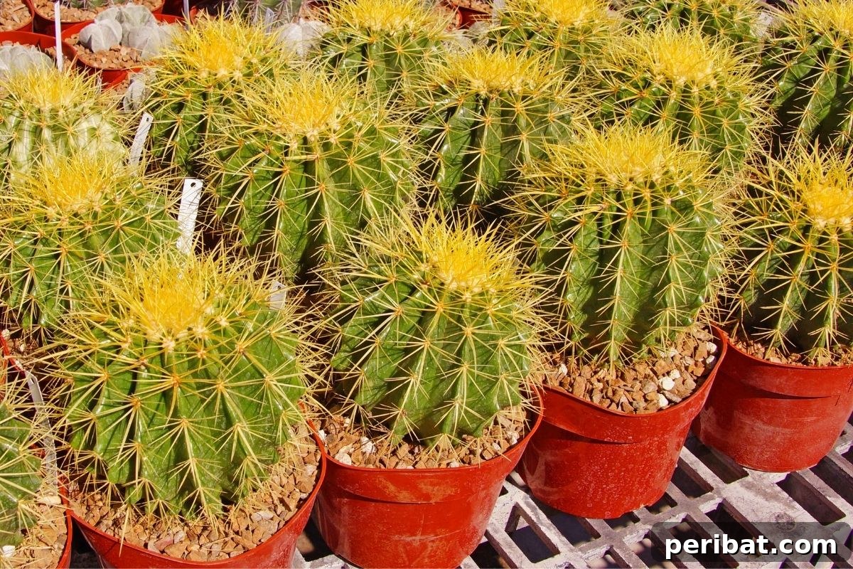 lined up small barrel cactus in red pots