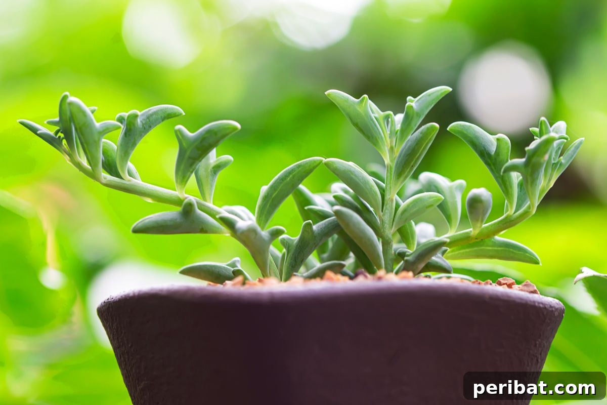Dolphin succulent in a pot outdoors