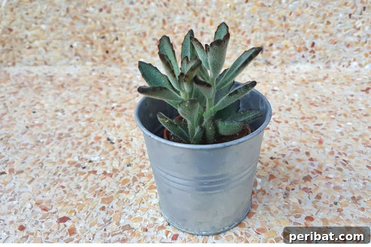 Panda plant in a small pot