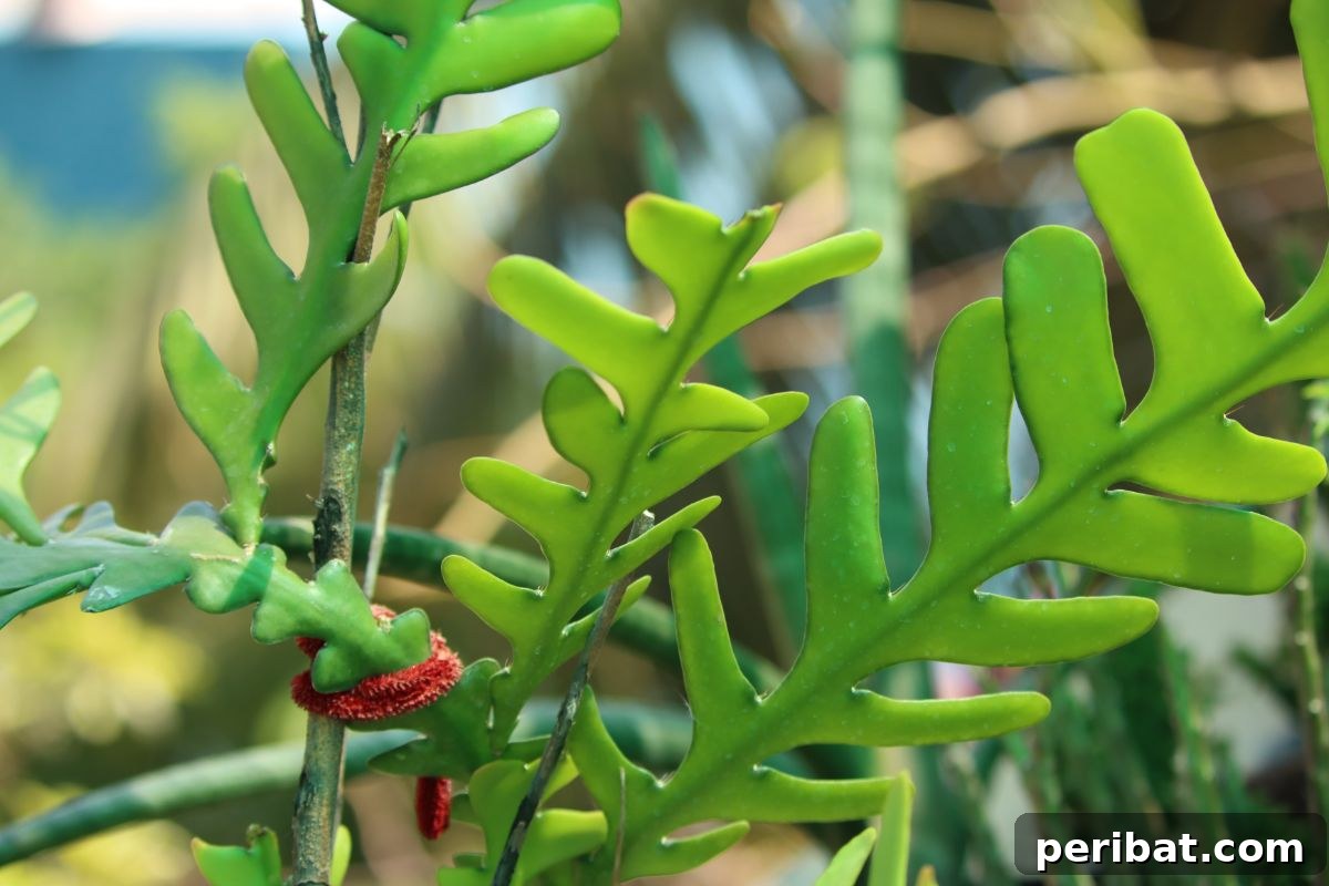 Fishbone cactus growing outdoors 