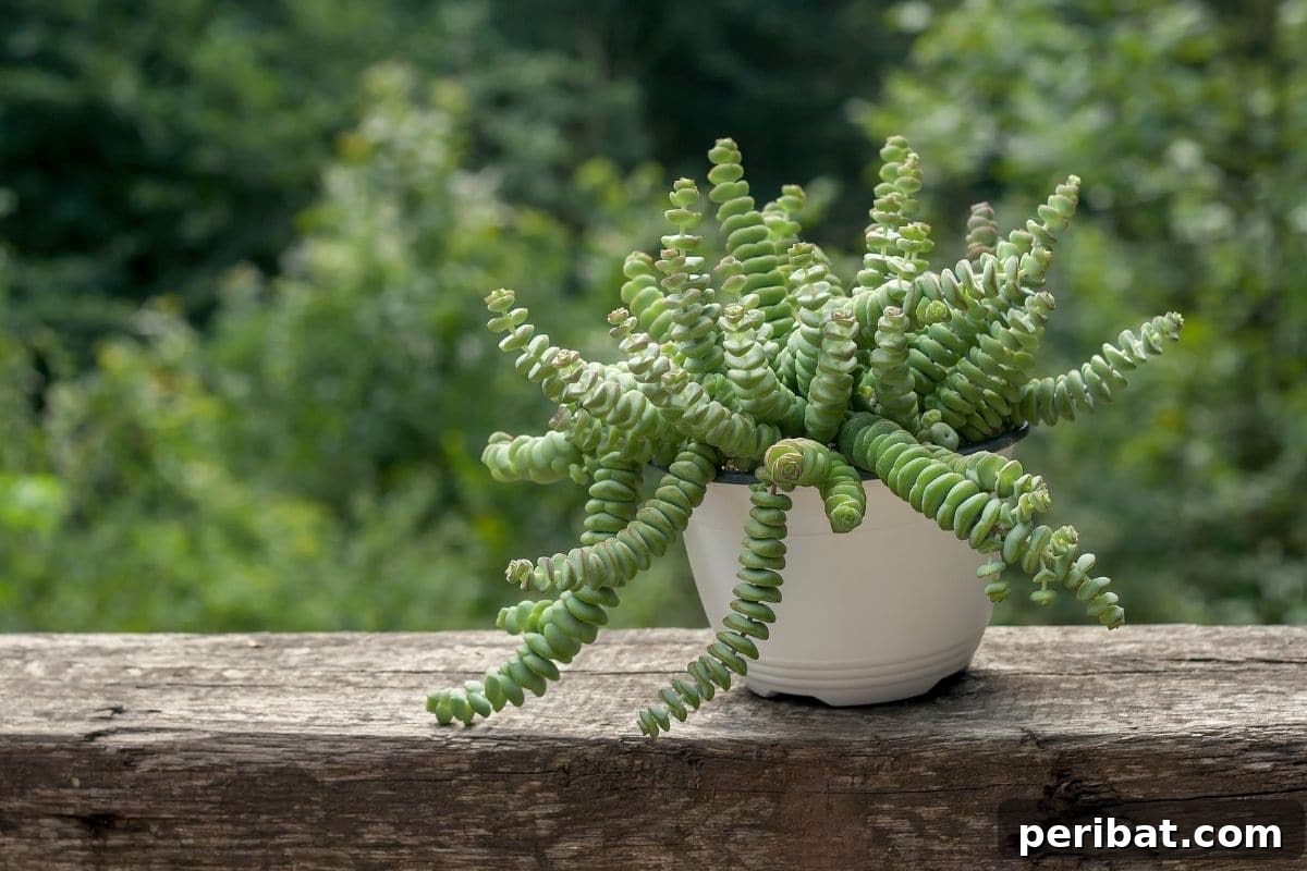 String of Buttons also referred to as the necklace vine growing in a white pot placed in wood outdoors