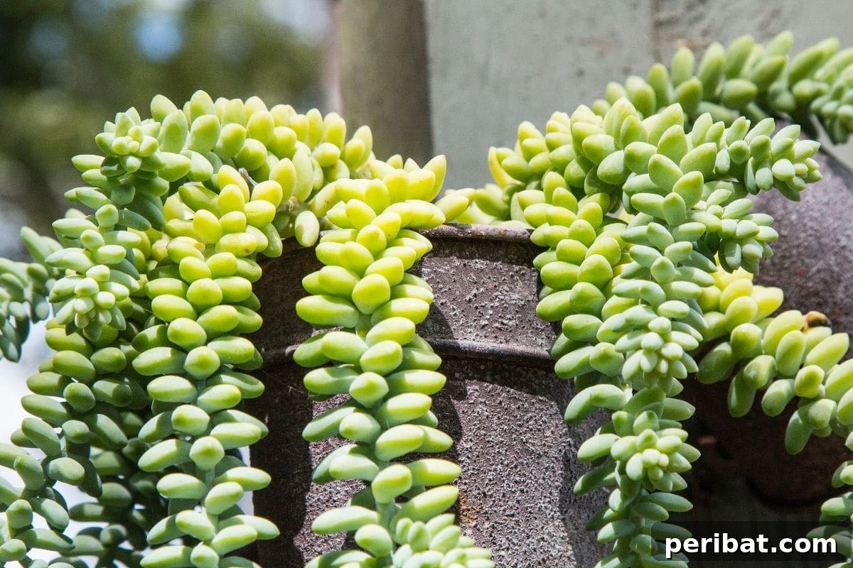Burros tail or also known as donkey tail, in a hanging pot in the garden