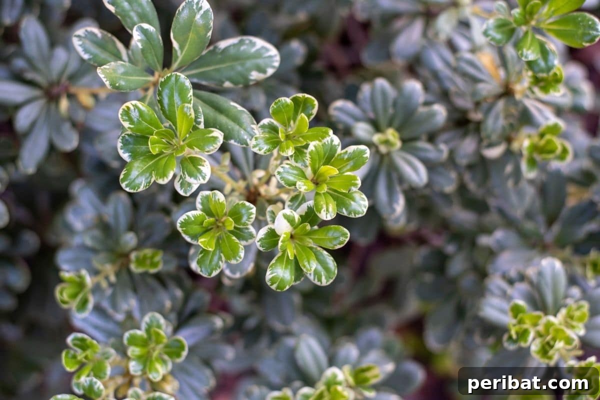 a group of Variegated elephant bush also called a rainbow bush growing in the garden