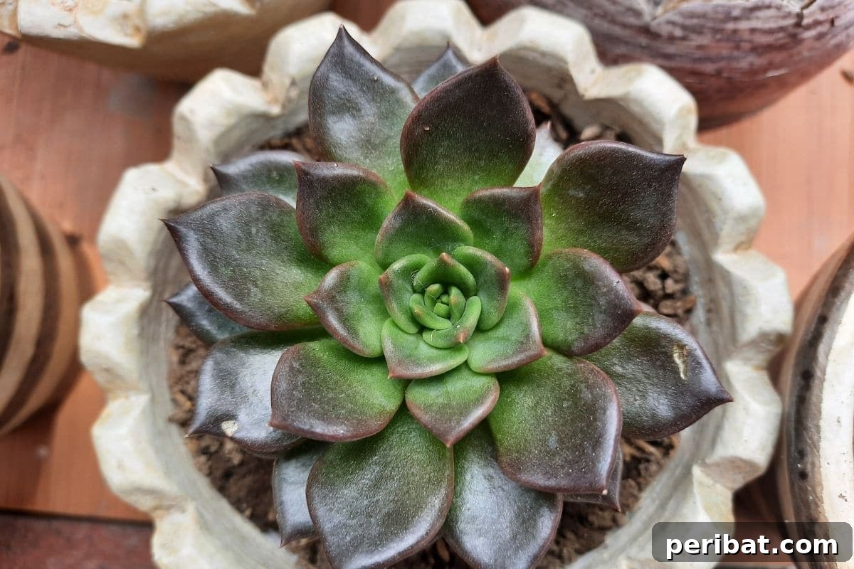 Black prince with telltale rosette leaf patterns in a pot placed in a table