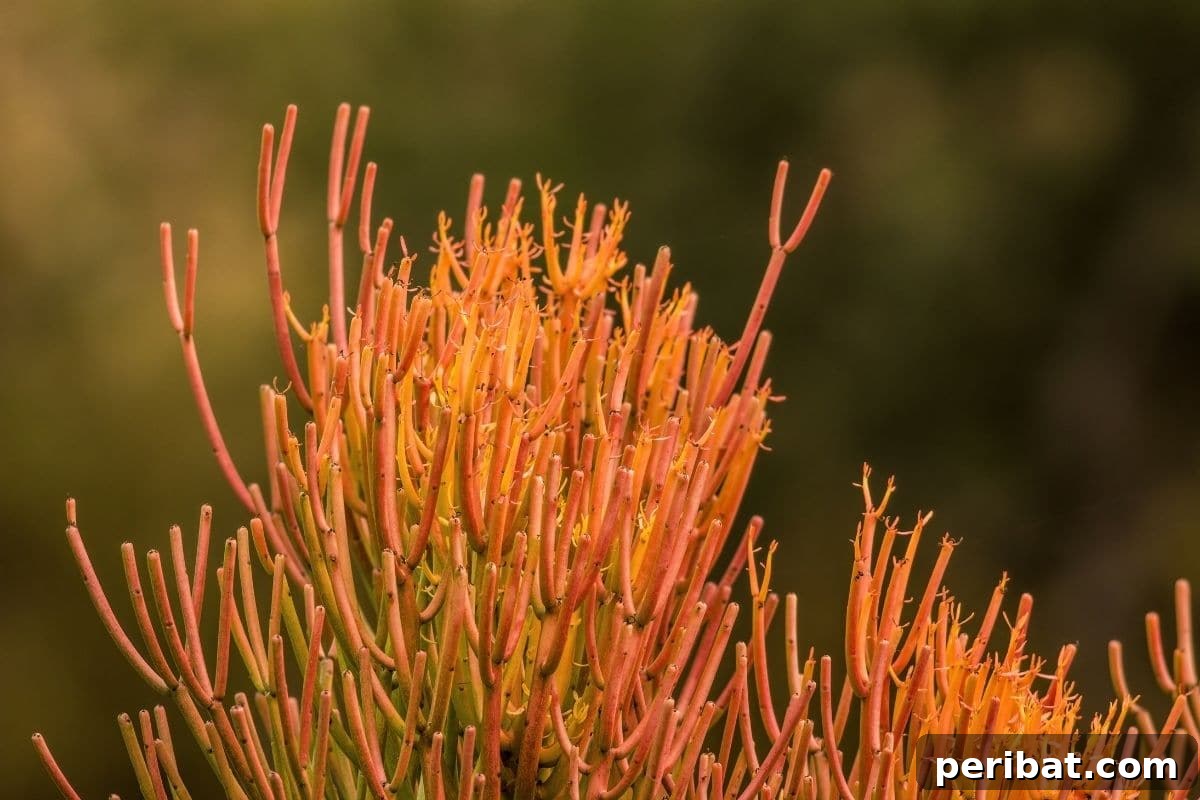 Sticks on fire succulent in the garden