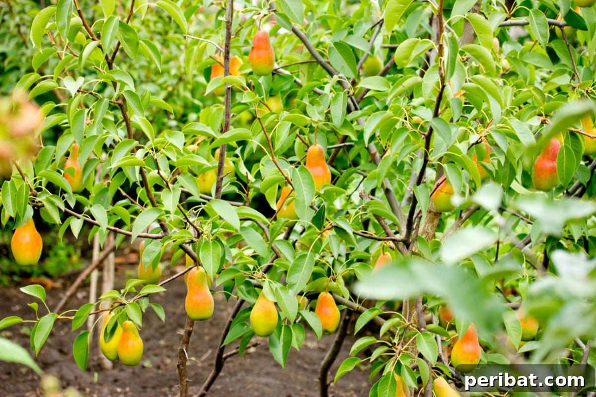 dwarf pears tree in the farm
