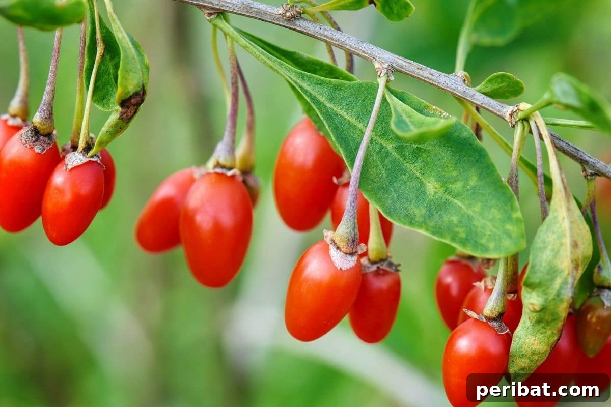red goji berries in the garden