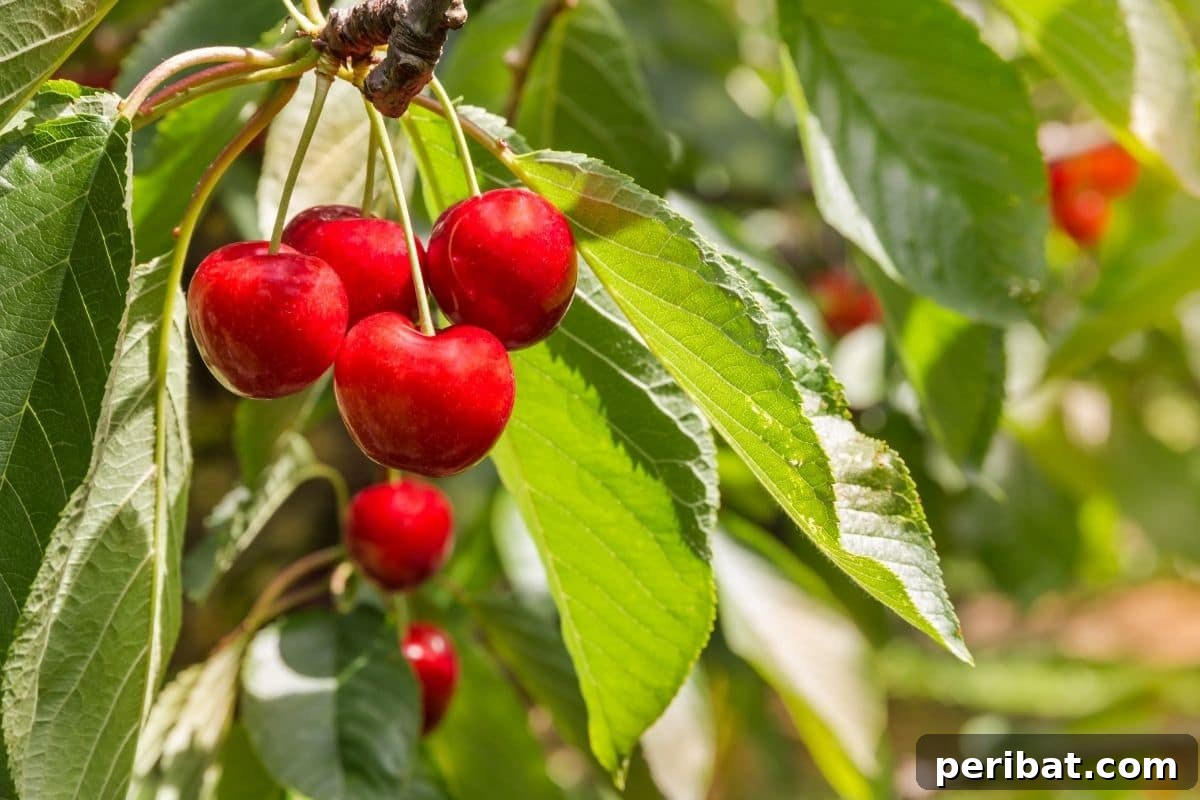 ripe and ready to harvest cherries in the garden