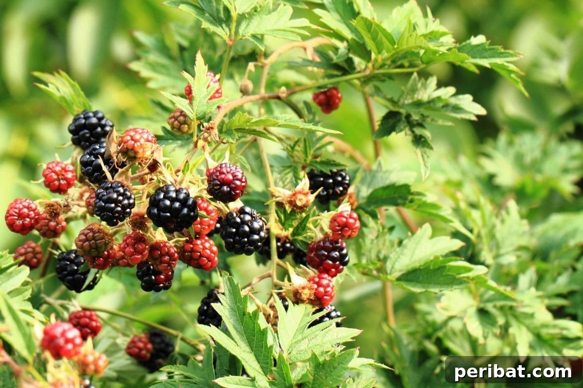 growing blackberries hanging from a tree in the garden in daylight