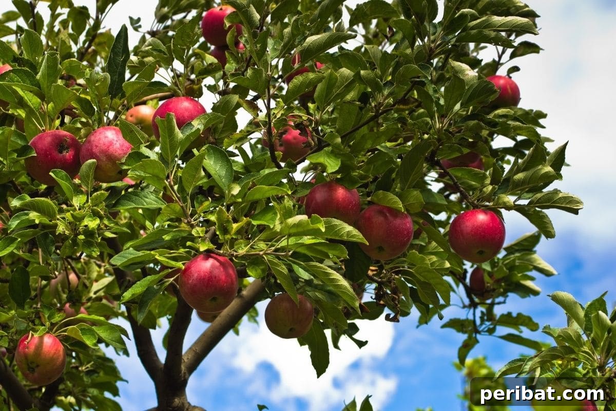 red and ripe apples from the apple tree in the orchard