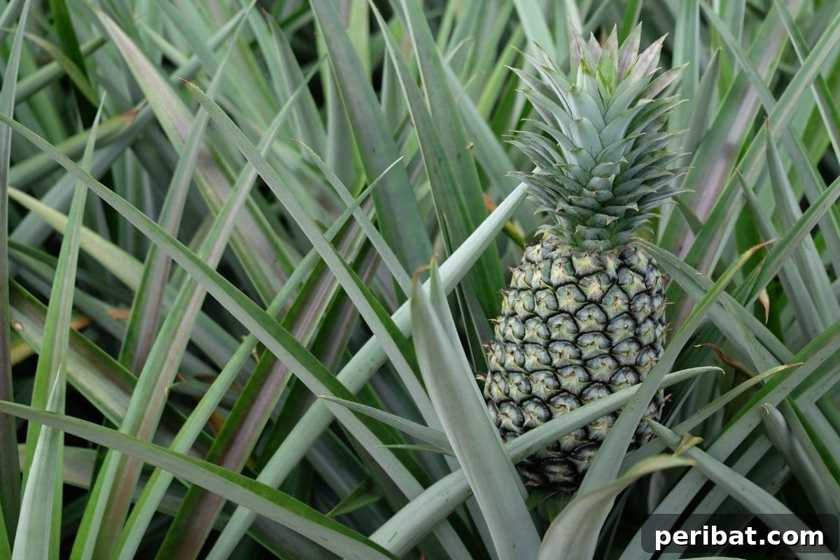 ready to harvest pineapple fruit in the field