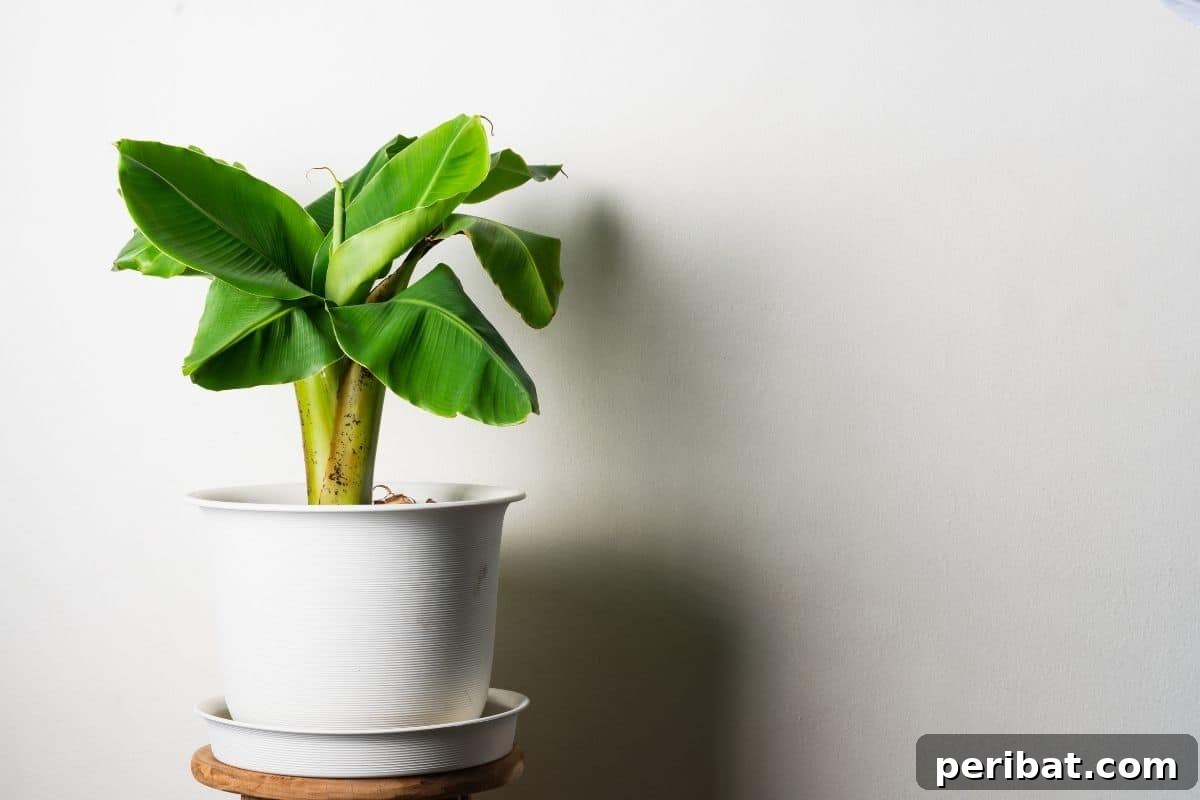 Dwarf banana tree in a pot indoors