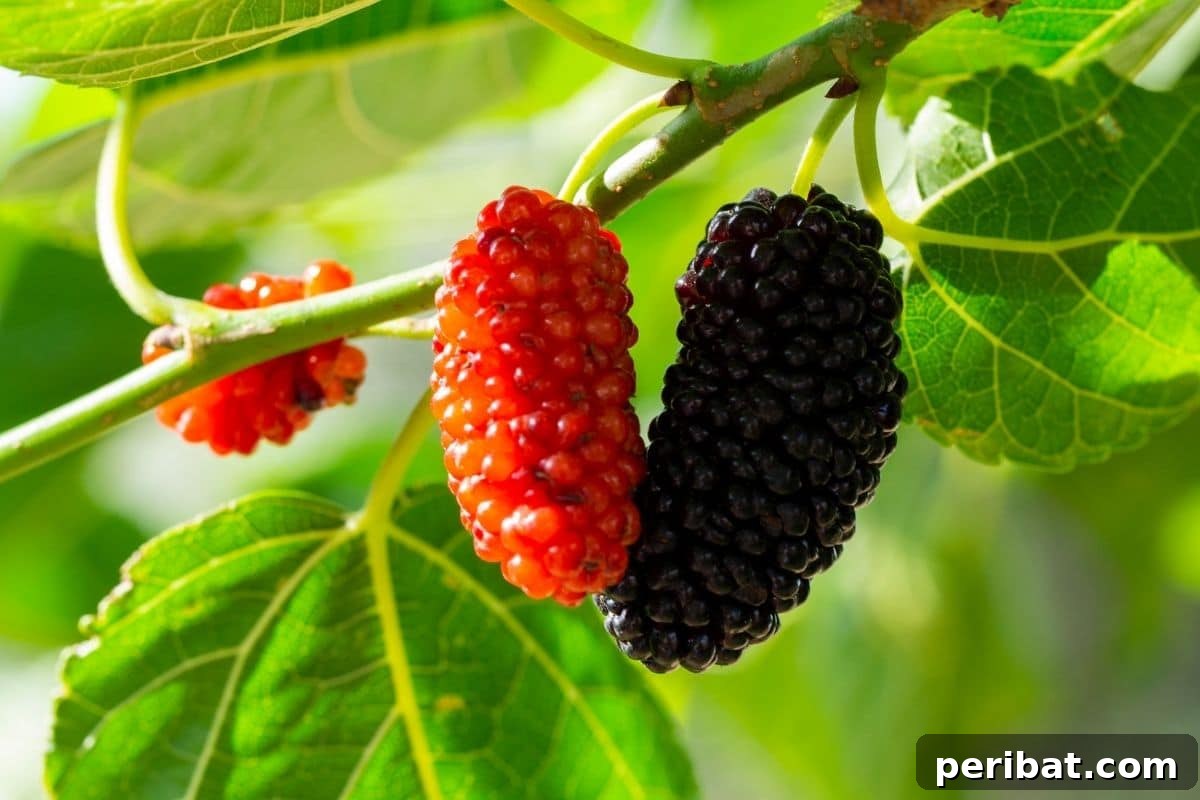 red and black mulberries hanging from the branch in the garden